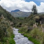Cinco servicios ecosistémicos que nacen de las plantaciones forestales en Cotopaxi